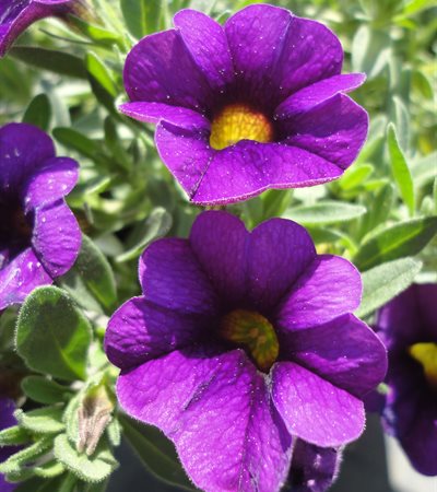 Million Bells Callie® Purple